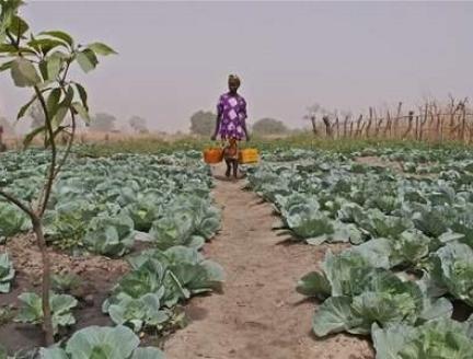 FAE soutien le développement de l’irrigation agricole pour accroitre la sécurité alimentaire et stimuler la croissance économique au Malawi