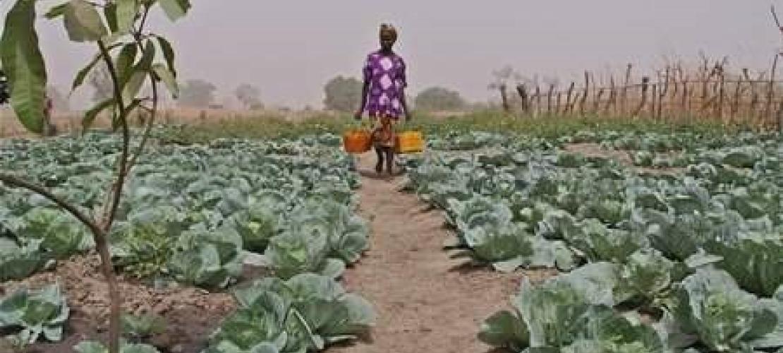 FAE soutien le développement de l’irrigation agricole pour accroitre la sécurité alimentaire et stimuler la croissance économique au Malawi